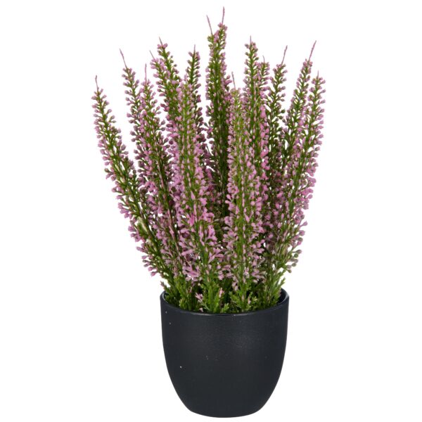 Lyng rosa i potte h 23 cm