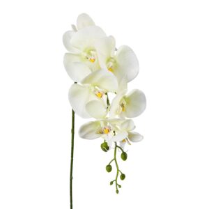 Orkide/phalaenopsis lys grøn h 86 cm