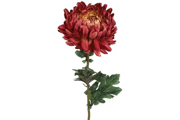 Chrysanthemum lys bordeaux h 75 cm