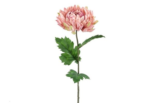 Chrysanthemum rosa h 75 cm