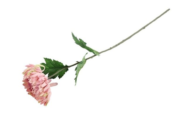 Chrysanthemum rosa h 75 cm - Image 2