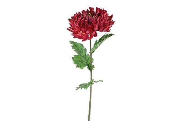 Chrysanthemum lys bordeaux h 75 cm
