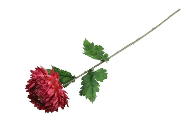Chrysanthemum lys bordeaux h 75 cm - Image 2