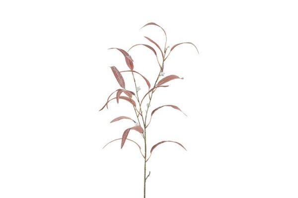 Eucalyptus rød h 90 cm