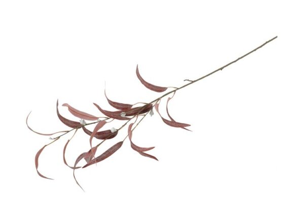 Eucalyptus rød h 90 cm - Image 2