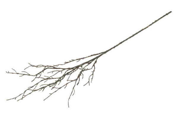 Gren natur h 106 cm - Image 2