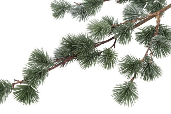 Ceder gran støvet grå h 106 cm - Billede 2