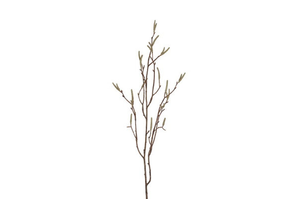 salix  gren grøn h 75 cm