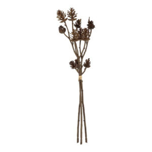 Kogle gren bund a 3 h 43 cm