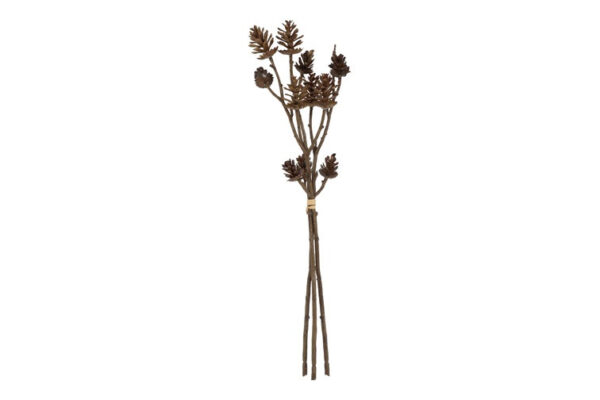 Kogle gren bund a 3 h 43 cm