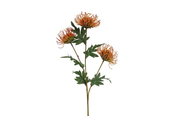 Protea orange h 71 cm
