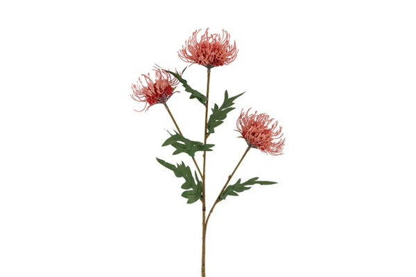 Protea peach h 71 cm