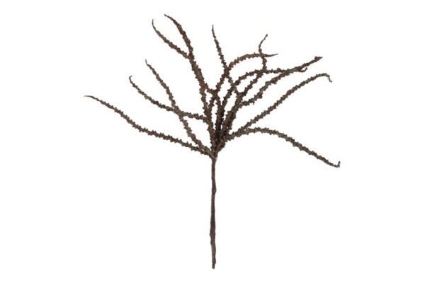 Trachycarpus brun h 50 cm
