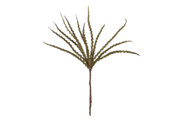 Trachycarpus grøn h 50 cm