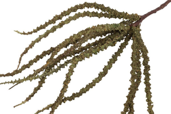 Trachycarpus grøn h 50 cm - Image 2