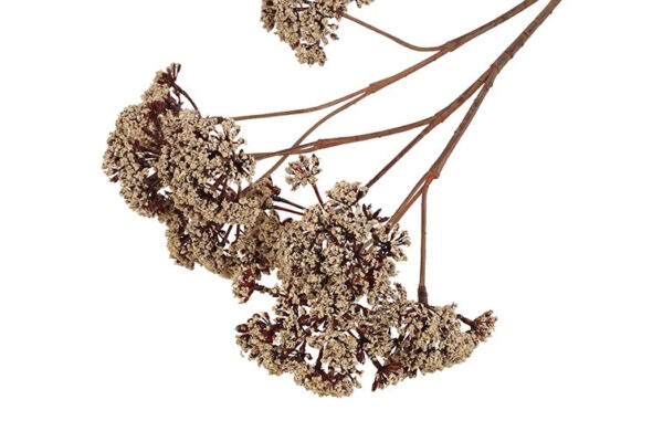 Eupatorium beige h 57 cm - Image 2