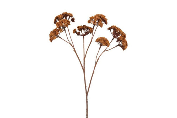 Eupatorium brun h 57 cm
