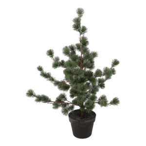 Ceder træ støvet grå i potte h 79 cm