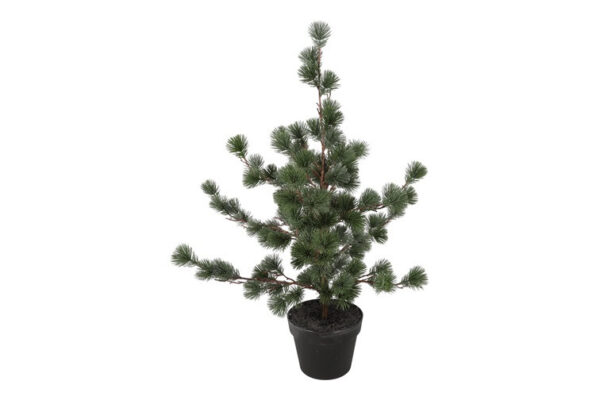 Ceder træ støvet grå i potte h 79 cm