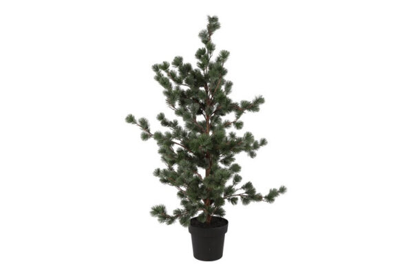 Ceder træ støvet grå i potte h 119 cm