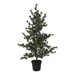 Ceder træ støvet grå i potte h 157 cm