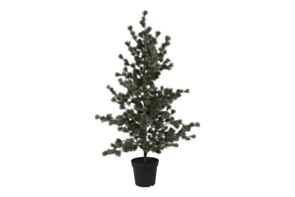 Ceder træ støvet grå i potte h 157 cm