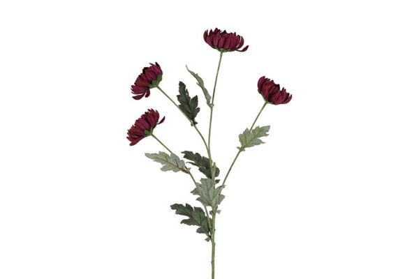 Chrysanthemum purple h 83 cm