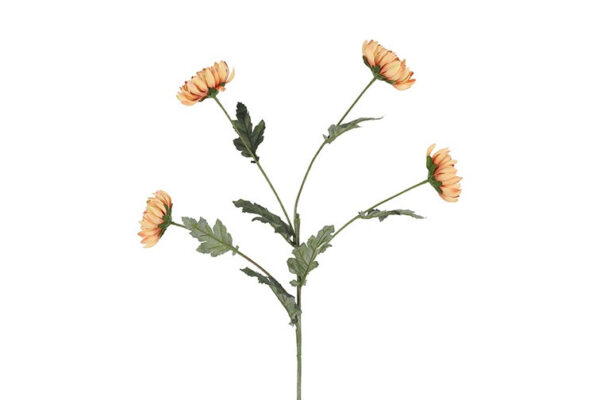 Chrysanthemum karmel h 83 cm
