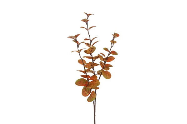 Eucalyptus brun h 74 cm