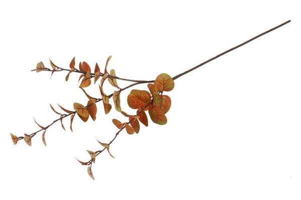 Eucalyptus brun h 74 cm - Image 2