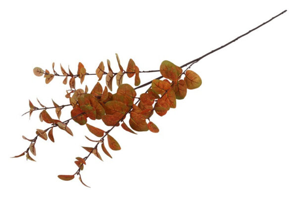 Eucalyptus brun h 94 cm - Image 2