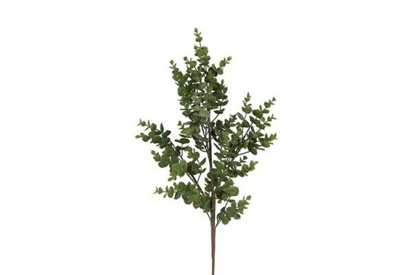 Eucalyptus grøn h 40 cm
