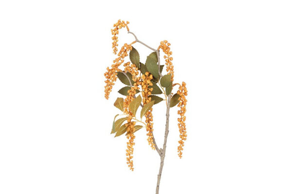 Phytolacca amber h 76 cm