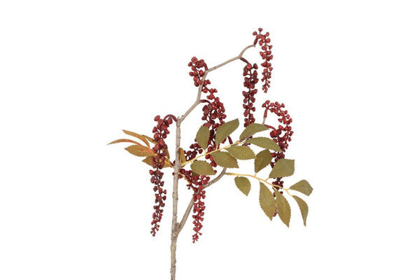 Phytolacca bordeaux h 76 cm