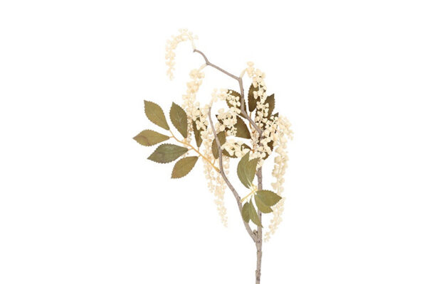 Phytolacca creme h 76 cm