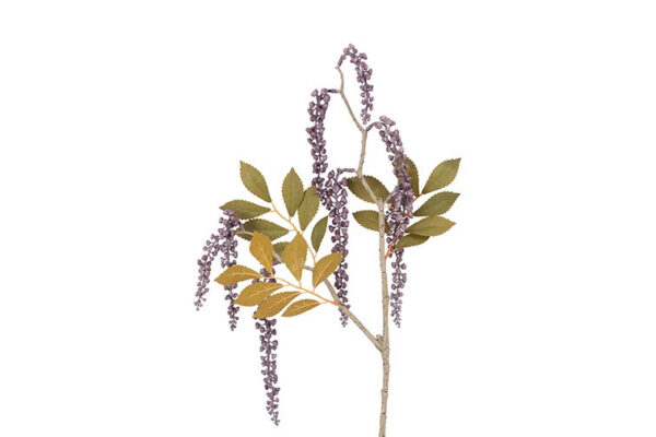 Phytolacca purple h 76 cm