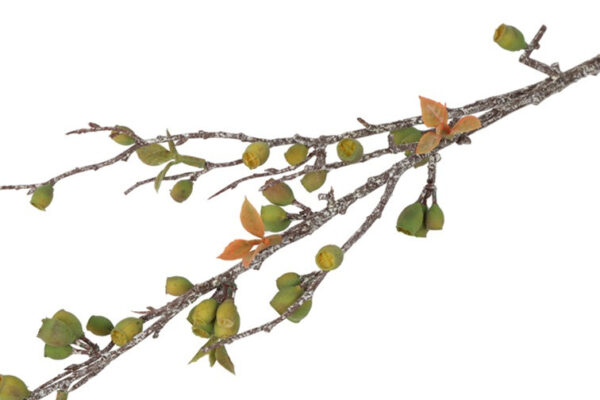 Eucalyptus corymbia grøn h 77 cm - Image 2