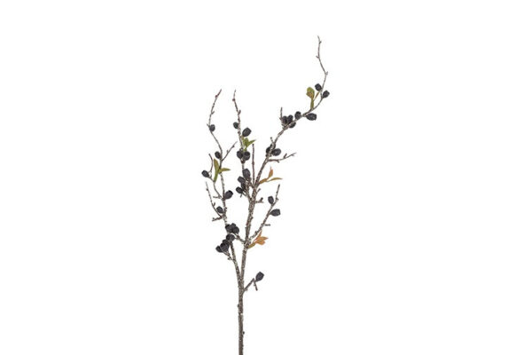 Eucalyptus corymbia sort h 77 cm