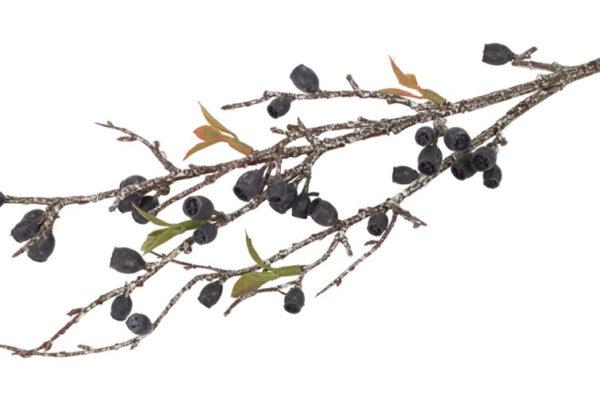 Eucalyptus corymbia sort h 77 cm - Image 2