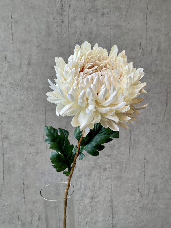 Chrysanthemum creme h 75 cm - Image 4