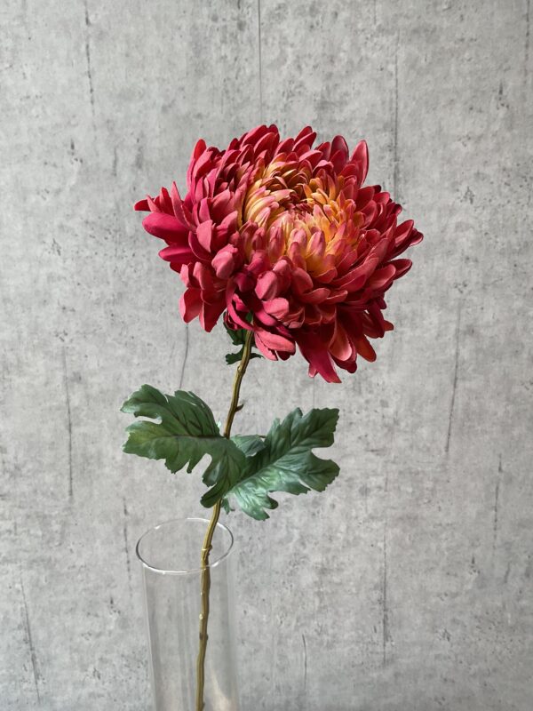 Chrysanthemum lys bordeaux h 75 cm - Image 4