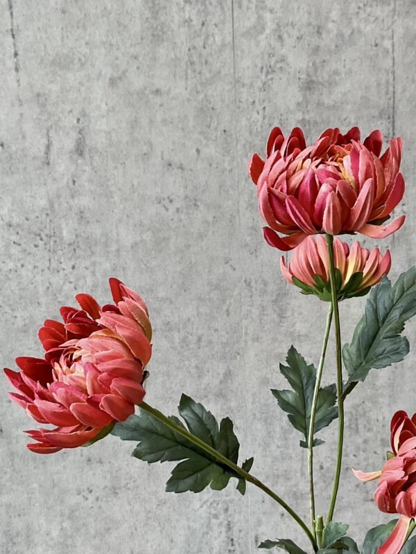 Chrysanthemum lys bordeaux h 83 cm - Image 4