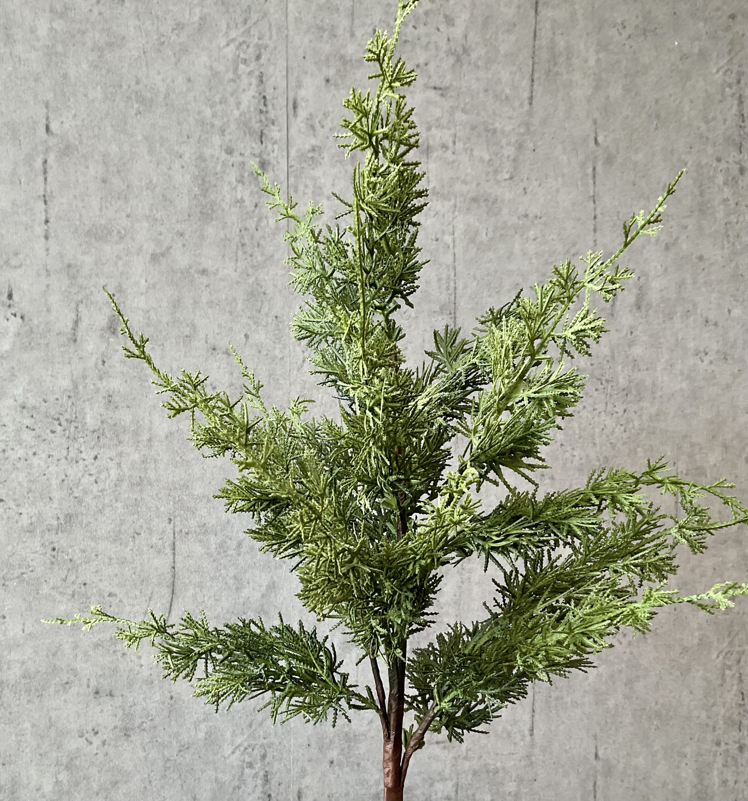 Cypres grøn h 88 cm - Billede 3