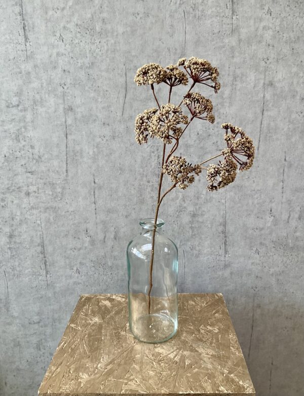 Eupatorium beige h 57 cm - Image 3