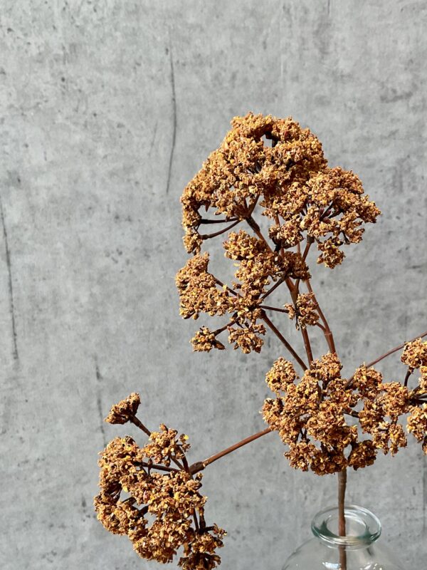 Eupatorium brun h 57 cm - Image 4
