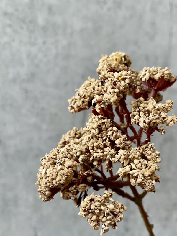 Eupatorium beige h 81 cm - Image 4