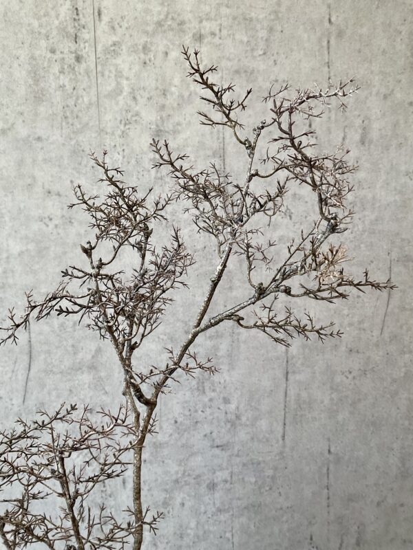 Gren brun  h 75 cm - Image 4