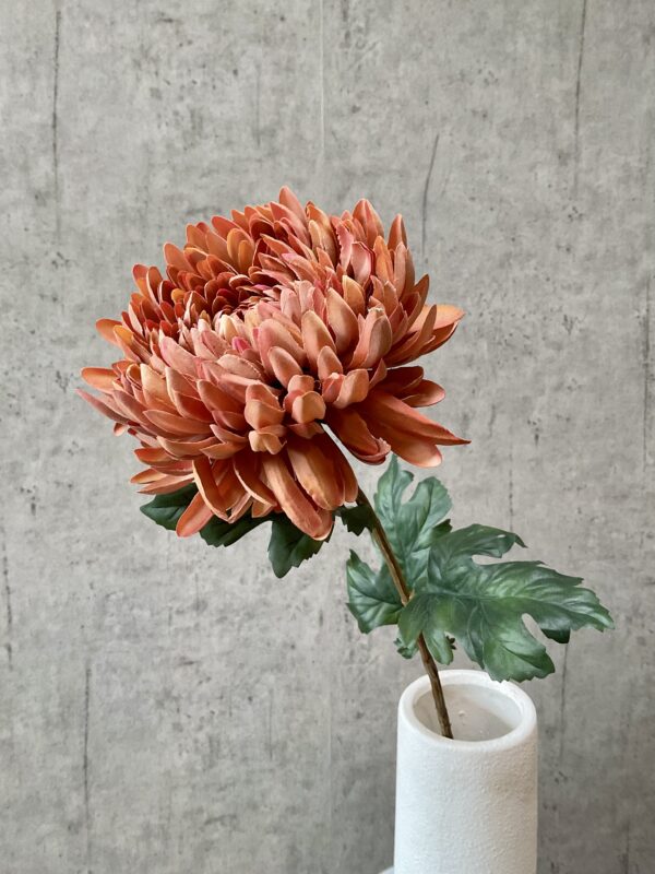 Chrysanthemum gammel rosa h 75 cm - Image 4