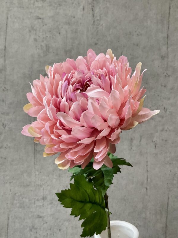 Chrysanthemum rosa h 75 cm - Image 4