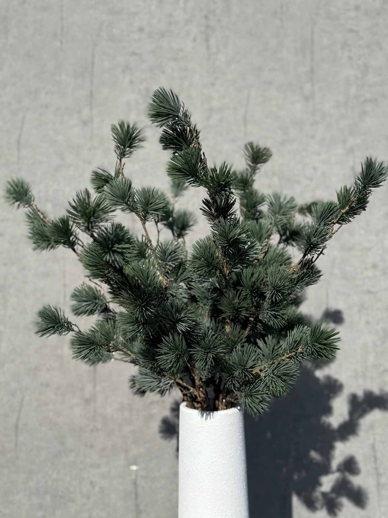 Ceder gran støvet grå h 78 cm - Billede 6